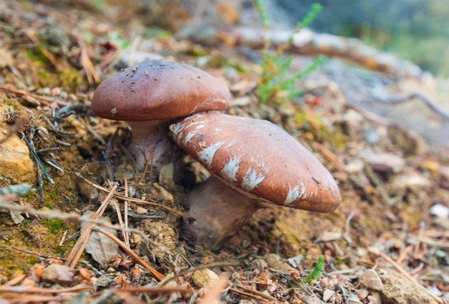 Hotel - Mirador de Gredos - SUILLUS