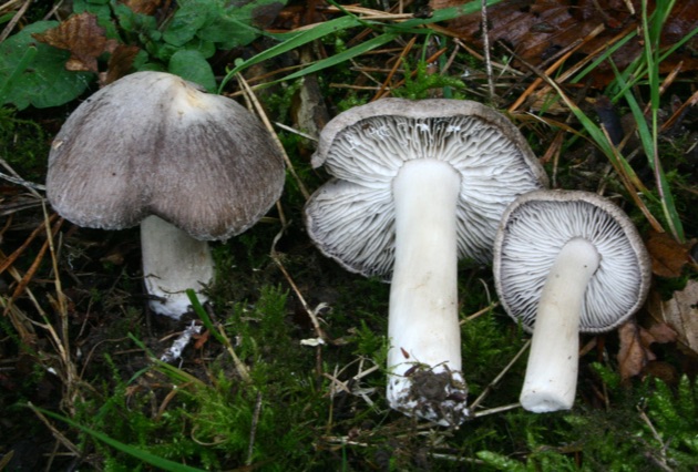 Hotel Mirador de Gredos - TRICHOLOMA