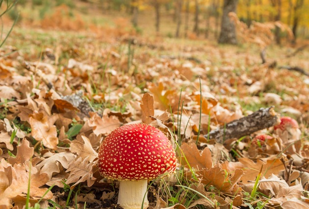 Hotel - Mirador de Gredos - Amanita