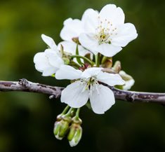 Flor del cerezo