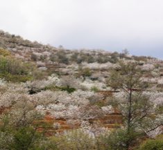 Valle del jerte