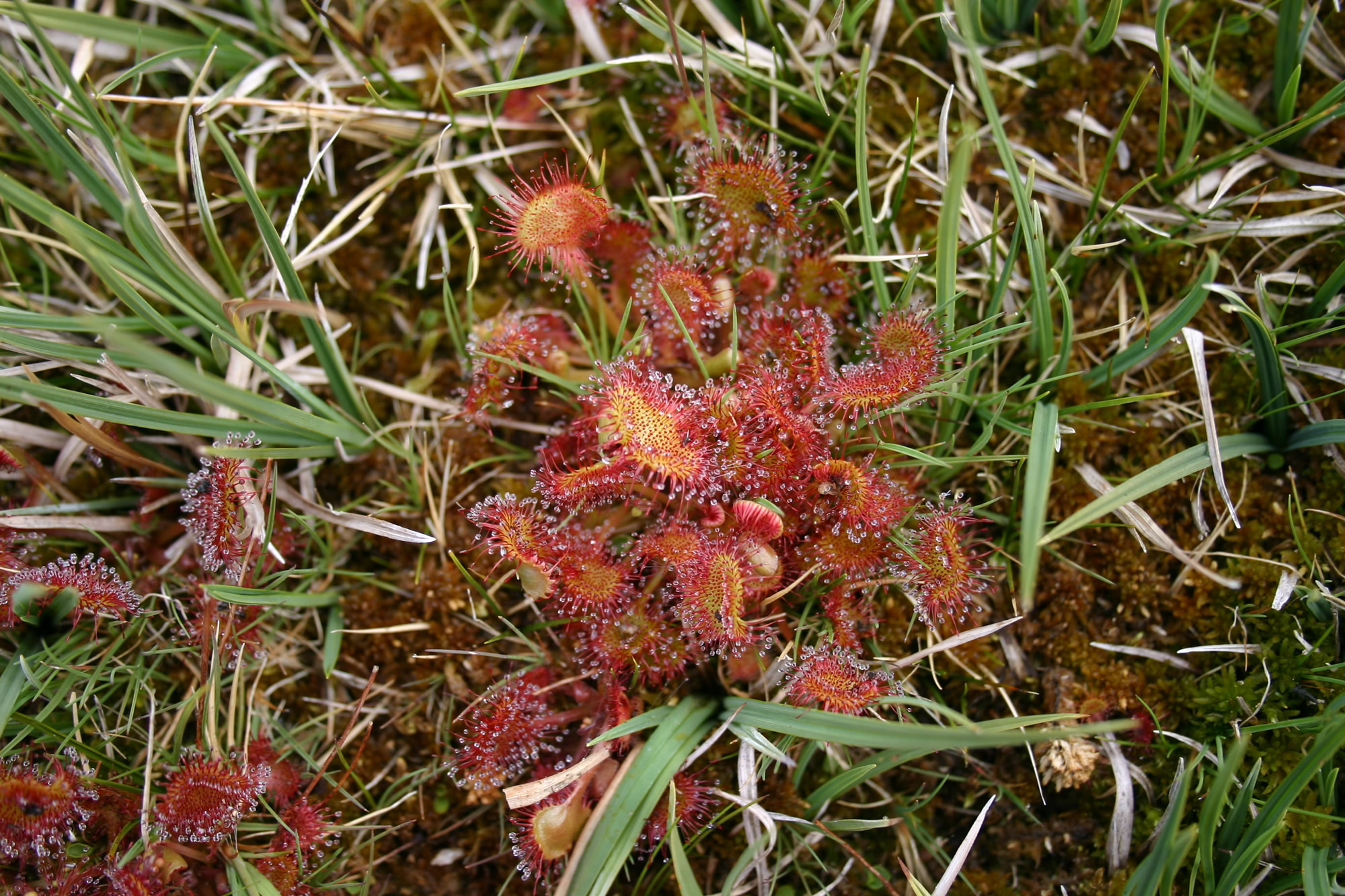 Drosera rotundifolia