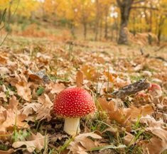 Hotel - Mirador de Gredos - Amanita