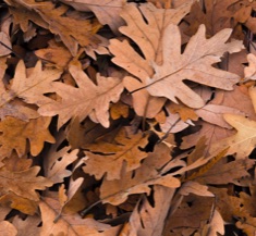 Hotel - Mirador de Gredos - Otoño